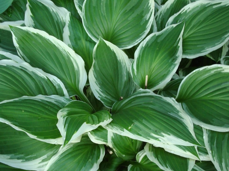 Shade-Tolerant Species